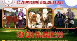 2020 YILI Buzağı Desteklemesi müracatları başladı