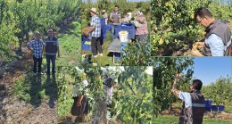 Yenimahalle köyünde armut bahçesi hasadı gerçekleştirildi