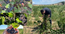 Kırklareli’nde her geçen gün dikimi artan bu bitki, üreticiye kazanç kapılarını açıyor