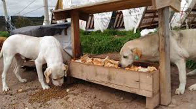 BABAESKİ’NİN SOKAK KÖPEKLERİNİ OKULLAR DOYURACAK