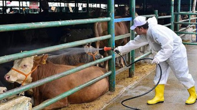 Kurban Bayramı öncesi alınan kararlar