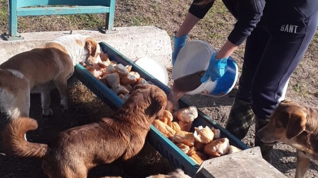 Kırklareli’de sokaktaki can dostları unutulmadı