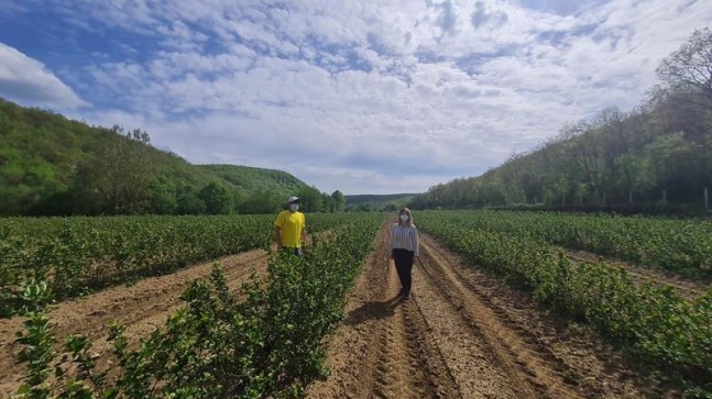 Kırklareli’de Aronia yetiştiriciliği artıyor