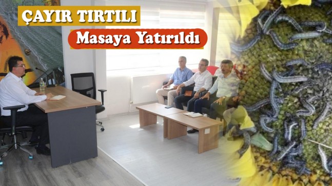 Çayır tırtılı masaya yatırıldı