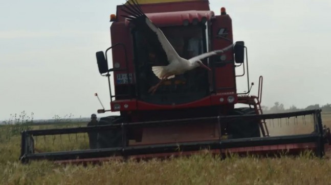 Lüleburgaz Kaymakamı biçerdövere binerek hasat yaptı