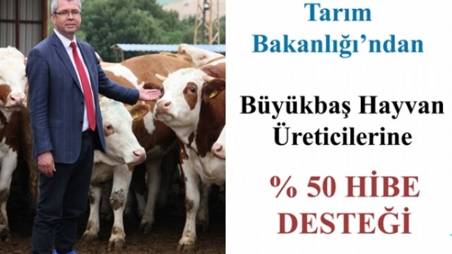 Büyükbaş hayvan üreticilerine %50 hibe desteği