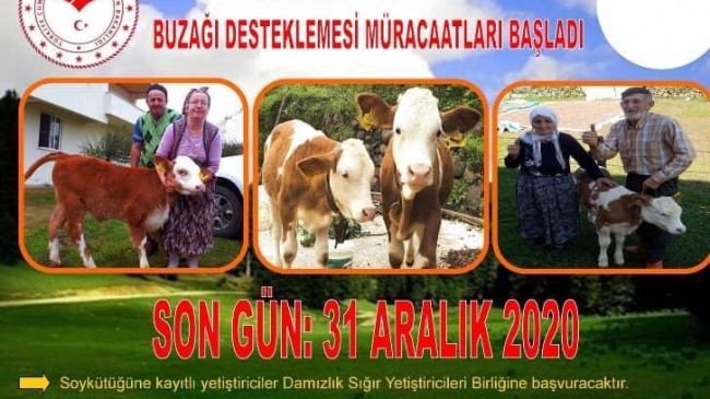 2020 YILI Buzağı Desteklemesi müracatları başladı