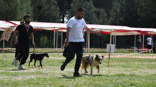 640 köpek yarıştı