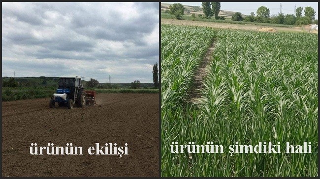 Kuleli köyünde mısır tarlasında ürün izlemesi yapıldı