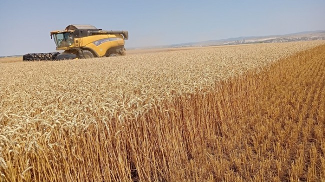 Çiftçiler buğday hasadına başladı