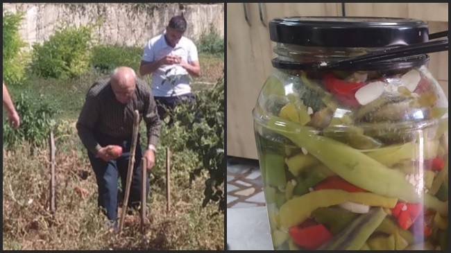 Huzurevi sakinleri organik biberleri turşu için topladı