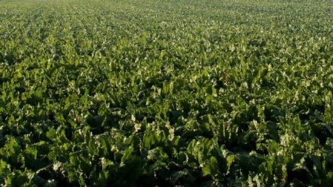 Şeker pancarı alım fiyatı açıklandı; üretici hayal kırıklığı yaşadı