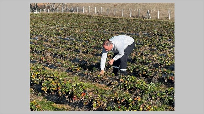 Kral Çilek Tarlasında yeni sezon hazırlığı