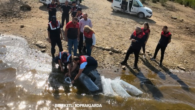 Kırklareli İlinde Su Kaynaklarına 205.000 Sazan Yavrusu Bırakıldı